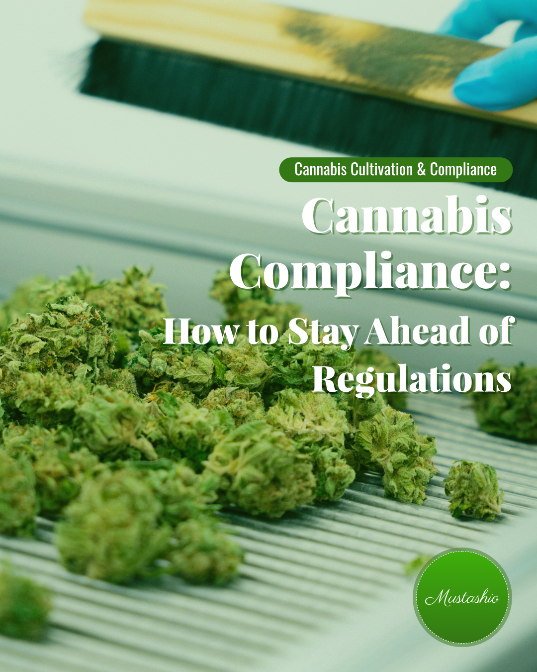 Cannabis Compliance: How to Stay Ahead of Regulations